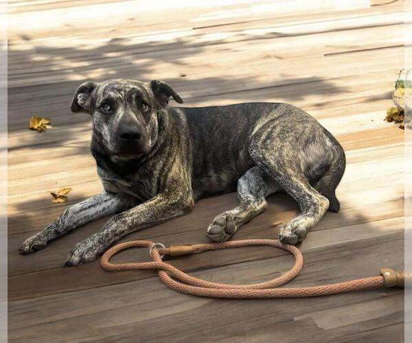 Medium Photo #2 Catahoula Leopard Dog-Unknown Mix Puppy For Sale in Oakhurst, NJ, USA