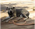 Small #1 Catahoula Leopard Dog Mix
