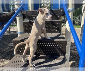 American Pit Bull Terrier Puppy for sale in TRENTON, NJ, USA