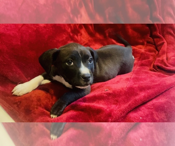 Medium Photo #6 American Pit Bull Terrier Puppy For Sale in TRENTON, NJ, USA