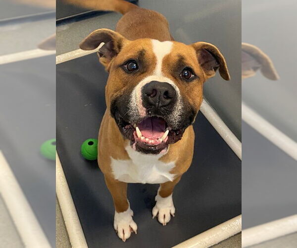 Medium Photo #1 Mutt Puppy For Sale in Fayetteville, NC, USA