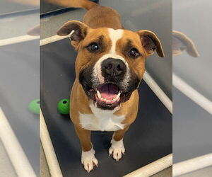 Mutt Dogs for adoption in Fayetteville, NC, USA