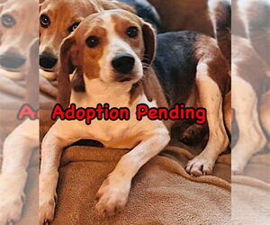 Beagle Dogs for adoption in Dunnellon, FL, USA