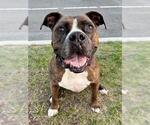 Small #1 Boxer Mix