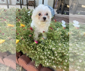 Maltese Puppy for Sale in FREDONIA, Kansas USA