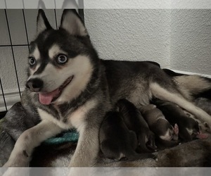 Mother of the Alaskan Klee Kai puppies born on 08/14/2023