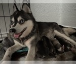 Small Photo #1 Alaskan Klee Kai Puppy For Sale in HASLET, TX, USA