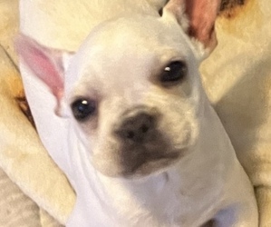 French Bulldog Puppy for sale in SAINT LOUIS, MO, USA