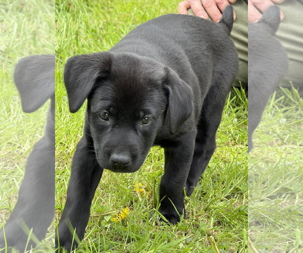 Medium Photo #11 Labrador Retriever-Unknown Mix Puppy For Sale in Stevens Point, WI, USA