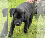 Small #10 Labrador Retriever Mix