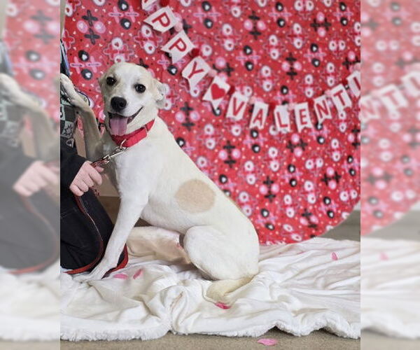 Medium Photo #2 Mutt Puppy For Sale in Oskaloosa, IA, USA