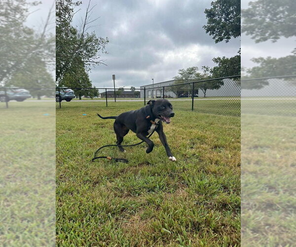 Medium Photo #4 Mutt Puppy For Sale in Evansville, IN, USA