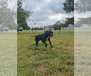 Cheeseburger - Male Mutt Dog for Adoption - Photo #4