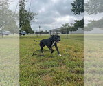 Small Photo #4 Mutt Puppy For Sale in Evansville, IN, USA