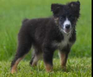 Miniature Australian Shepherd Puppy for sale in CAPE CORAL, FL, USA