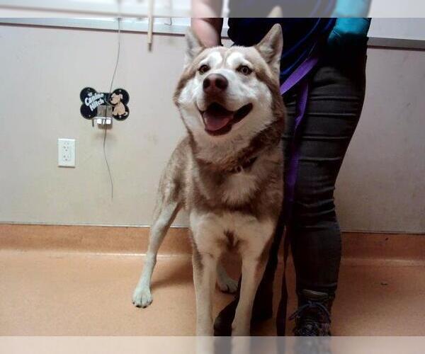 Medium Photo #1 Siberian Husky Puppy For Sale in Martinez, CA, USA