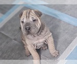 Puppy Tortellini Chinese Shar-Pei