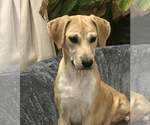 Small #4 Labrador Retriever Mix