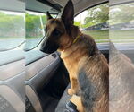Small #1 German Shepherd Dog