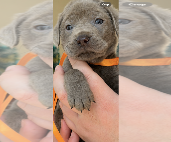 Medium Photo #54 Labrador Retriever Puppy For Sale in SIMI VALLEY, CA, USA