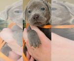 Small #2 Labrador Retriever