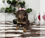 Small #5 Dachshund