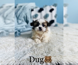Shih Tzu Puppy for sale in COOKEVILLE, TN, USA