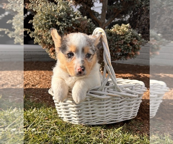 Medium Photo #4 Pembroke Welsh Corgi Puppy For Sale in MIDDLEBURY, IN, USA