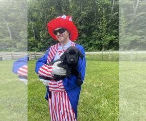 Labrador Retriever Puppy for Sale in NEOLA, West Virginia USA