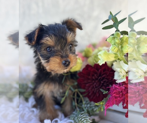 Medium Photo #5 Yorkshire Terrier Puppy For Sale in ROCK STREAM, NY, USA