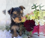 DR pepper - Male Yorkshire Terrier Puppy for Sale - Photo #5