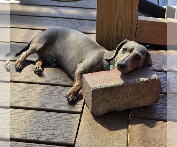 Medium Photo #4 Dachshund Puppy For Sale in Shelbyville, TN, USA