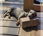 Small #3 Dachshund