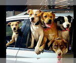 Small #2 American Pit Bull Terrier-American Staffordshire Terrier Mix