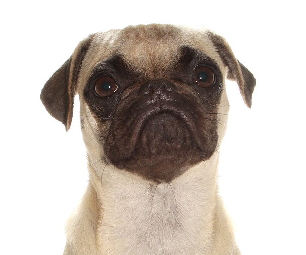 Medium Photo #1 Pug Puppy For Sale in Oakland Park, FL, USA