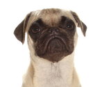 Small Pug