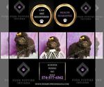 Small Photo #67 Poodle (Miniature) Puppy For Sale in WARSAW, IN, USA