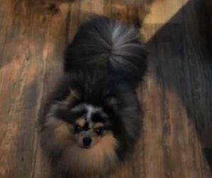 Father of the Pomeranian puppies born on 06/11/2026