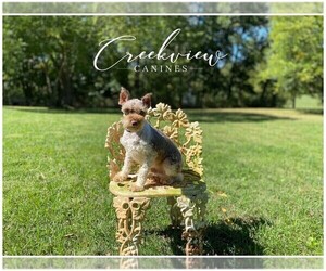 Father of the Schnauzer (Miniature) puppies born on 03/03/2025