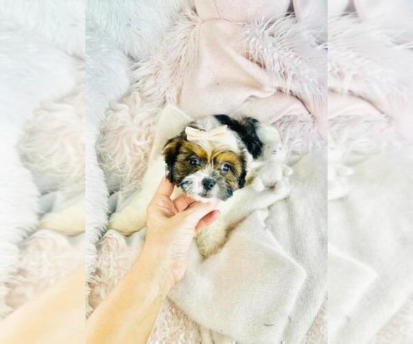 Medium Photo #3 Shih-Poo Puppy For Sale in JACKSONVILLE, FL, USA
