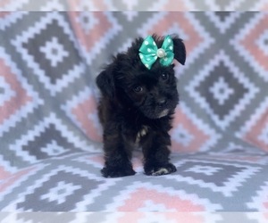 Poodle (Miniature)-Shorkie Tzu Mix Puppy for sale in LAKELAND, FL, USA