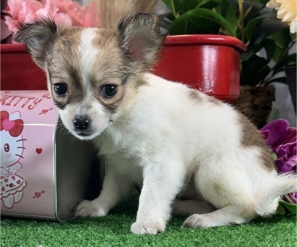 Medium Photo #6 Chihuahua Puppy For Sale in CANOGA, NY, USA