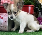 Small #5 Chihuahua