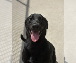 Labrador Retriever Dogs for adoption in Tulsa, OK, USA