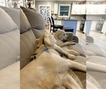Small #2 English Cream Golden Retriever
