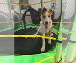 Small Photo #22 Australian Shepherd-Unknown Mix Puppy For Sale in Germantown, OH, USA