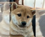 Small Photo #19 Shiba Inu Puppy For Sale in MISSOULA, MT, USA