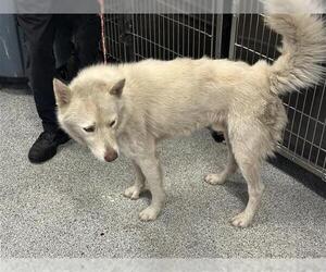 - Mix Dogs for adoption in Houston, TX, USA