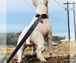 Small Photo #8 Bull Terrier Puppy For Sale in KENNEWICK, WA, USA