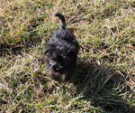 Small Photo #26 YorkiePoo Puppy For Sale in CHANUTE, KS, USA